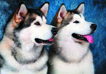 Две довольные и уставшие лайки