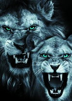 Черно-белые львы