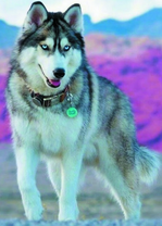 Пушистый хаски на фоне гор