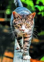 Уставший желтоглазый котик