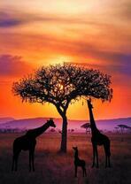 Семейство жирафов на закате дня