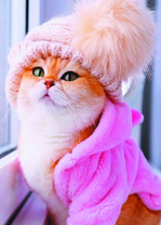 Рыжая кошечка в милом наряде