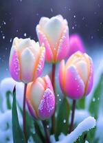 Тюльпаны под снегом
