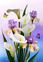 Нежные каллы и ирисы