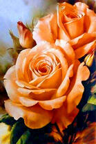 Пышные оранжевые розы