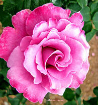 Пышная роза крупным планом