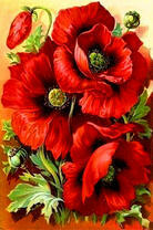 Нежные цветки мака