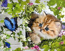 Пушистый котенок и синяя бабочка