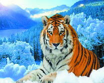 Тигр на фоне заснеженной долины