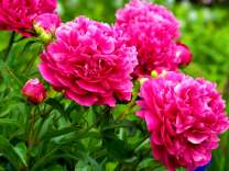 Розовые пионы в саду