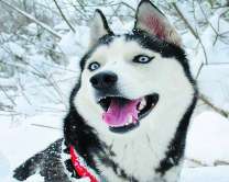 Довольная лайка в снегу