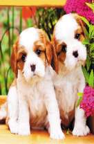 Милые щеночки у цветов