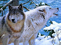 Двое волков в зимнем лесу