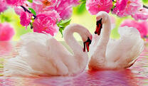 Два лебедя под розовыми цветами