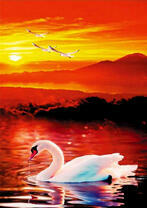 Лебедь на озере в лучах красного солнца