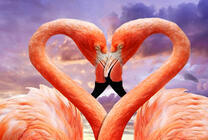 Два розовых фламинго в виде сердца