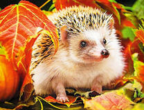 Весёлый ёж в осенних листьях