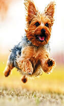 Йоркширский терьер в прыжке