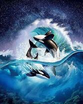 Игры двух касаток