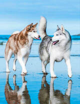 Пара хаски на зеркальном льду