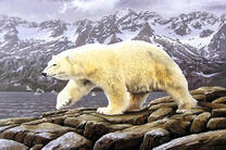 Полярный медведь у моря на скале