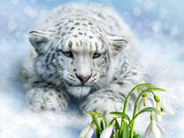 Снежный барс и подснежники на снегу