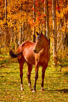 Молодая лошадь в осеннем лесу
