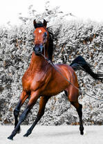 Молодой скакун на зимней поляне