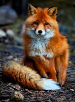 Молодая лисичка в лесу