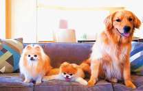 Домашние собачки на диване