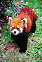 Милая красная панда