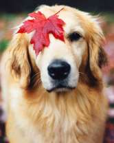 Красный лист на лабрадоре