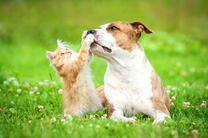 Котёнок играет с собачкой