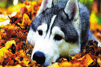Лайка в осенних листьях