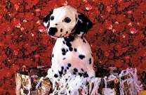 Щенок далматинца на фоне роз