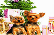 Пара йоркширских терьеров у ёлочки