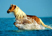 Красивая лошадь в озере