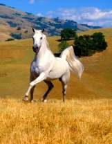 Белый скакун на желтом холме