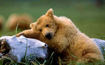 Мишка отдыхает на бревне