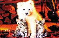 Белый щенок и полосатые котята