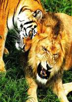 Лев и тигр на летней поляне