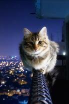 Кошечка над ночным городом