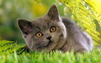 Серый британец на летней полянке