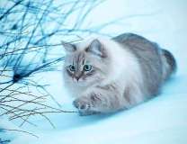 Пушистый кот на снегу