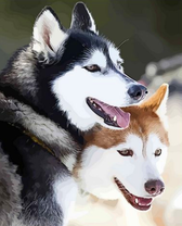 Две усталые хаски