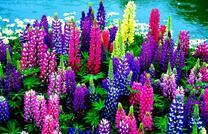 Цветы в теплых красках