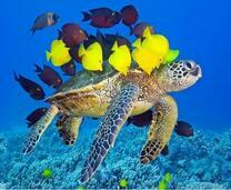 Морская черепаха и стая рыбок