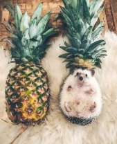 Ананас и ежик