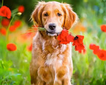 Рыжий пёс с маками