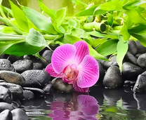 Орхидея и ветки бамбука